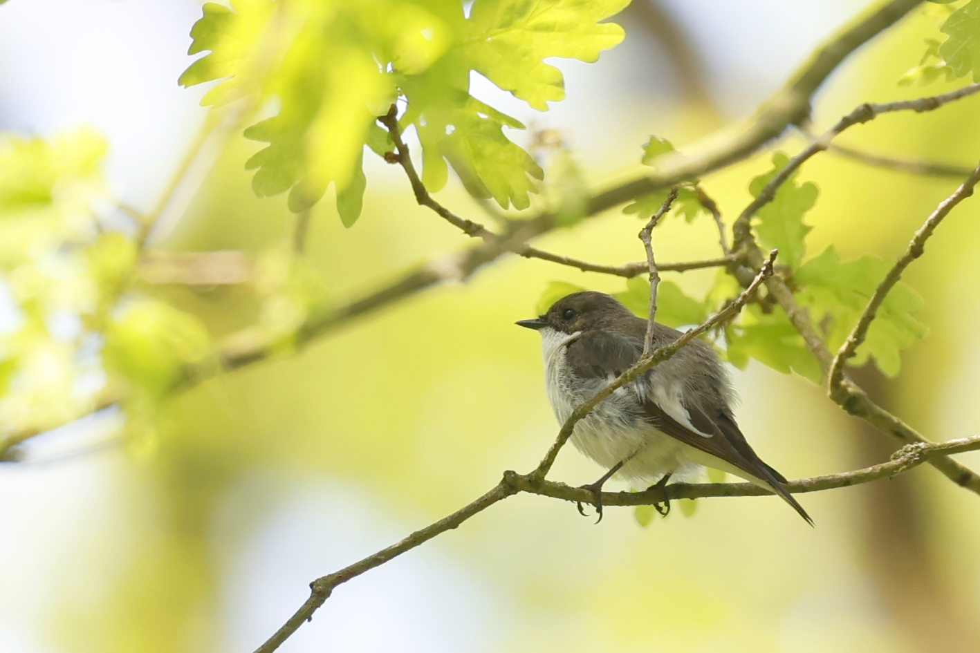 Bonte vliegenvanger juveniel (Loonse En Drunense Duinen). Foto van Gerda van der Meer.